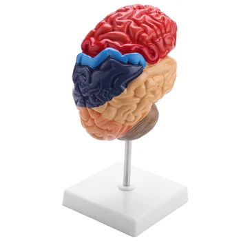 Церебрален анатомичен модел анатомия 1: 1 половин мозъчен мозъчен ствол преподаване лабораторни консумативи