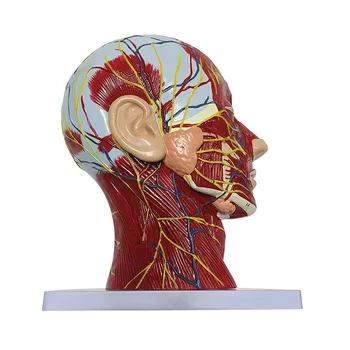 Висококачествен човек, череп с мускули и невроваскуларна, глава част мозък, човешки анатомичен модел. Преподаване на училищна медицина